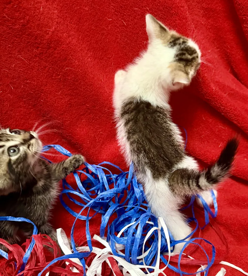 A baby medium-sized male White Domestic Short Hair cat named Free & Brave for adoption in Homestead, FL
