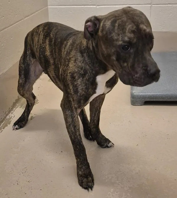 An adult small-sized male Pit Bull Terrier dog named Ic D for adoption in Lawrenceville, GA