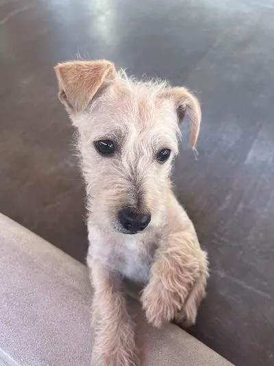 Coco