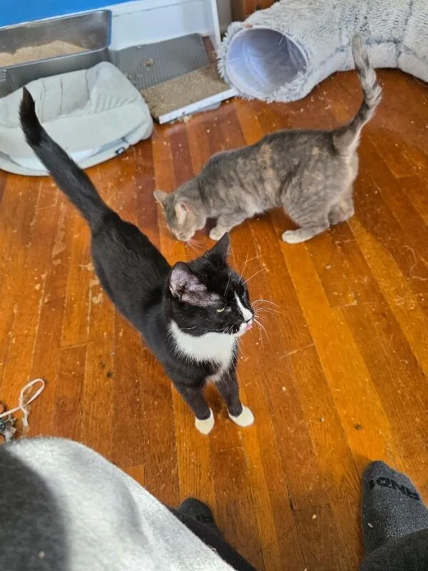 An adult medium-sized female Black & White / Tuxedo Tuxedo cat named Peggy Lee for adoption in Colmar, PA