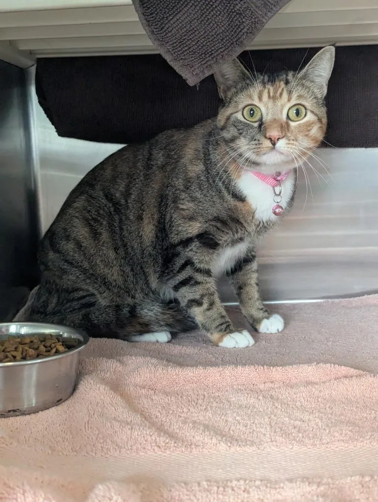 A young small-sized female Domestic Short Hair cat named Raven for adoption in Hyde Park, NY