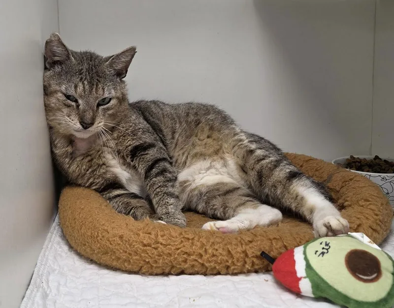 An adult medium-sized male Domestic Short Hair cat named Aloe Cc for adoption in Satellite Beach, FL