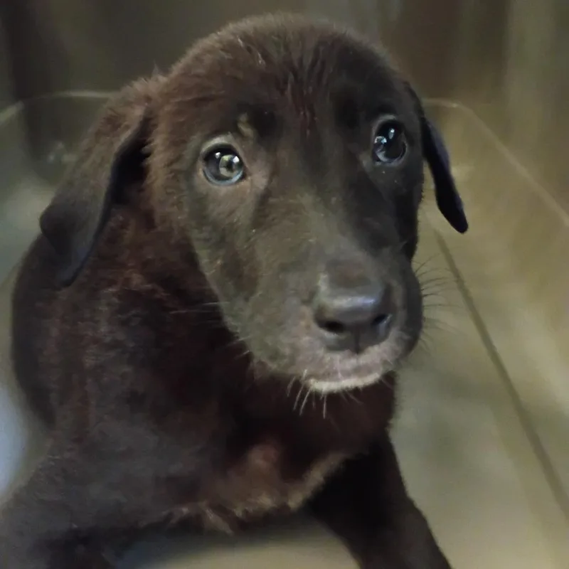 A baby medium-sized female Black Mixed Breed dog named StraySteamMillRoad for adoption in Columbus, GA