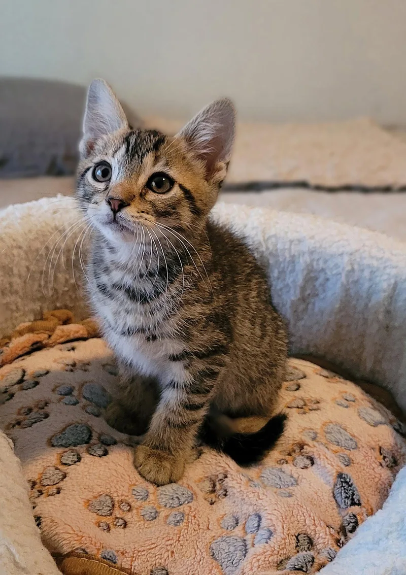 A baby medium-sized male Domestic Short Hair cat named Crumpet for adoption in Whitehall, PA