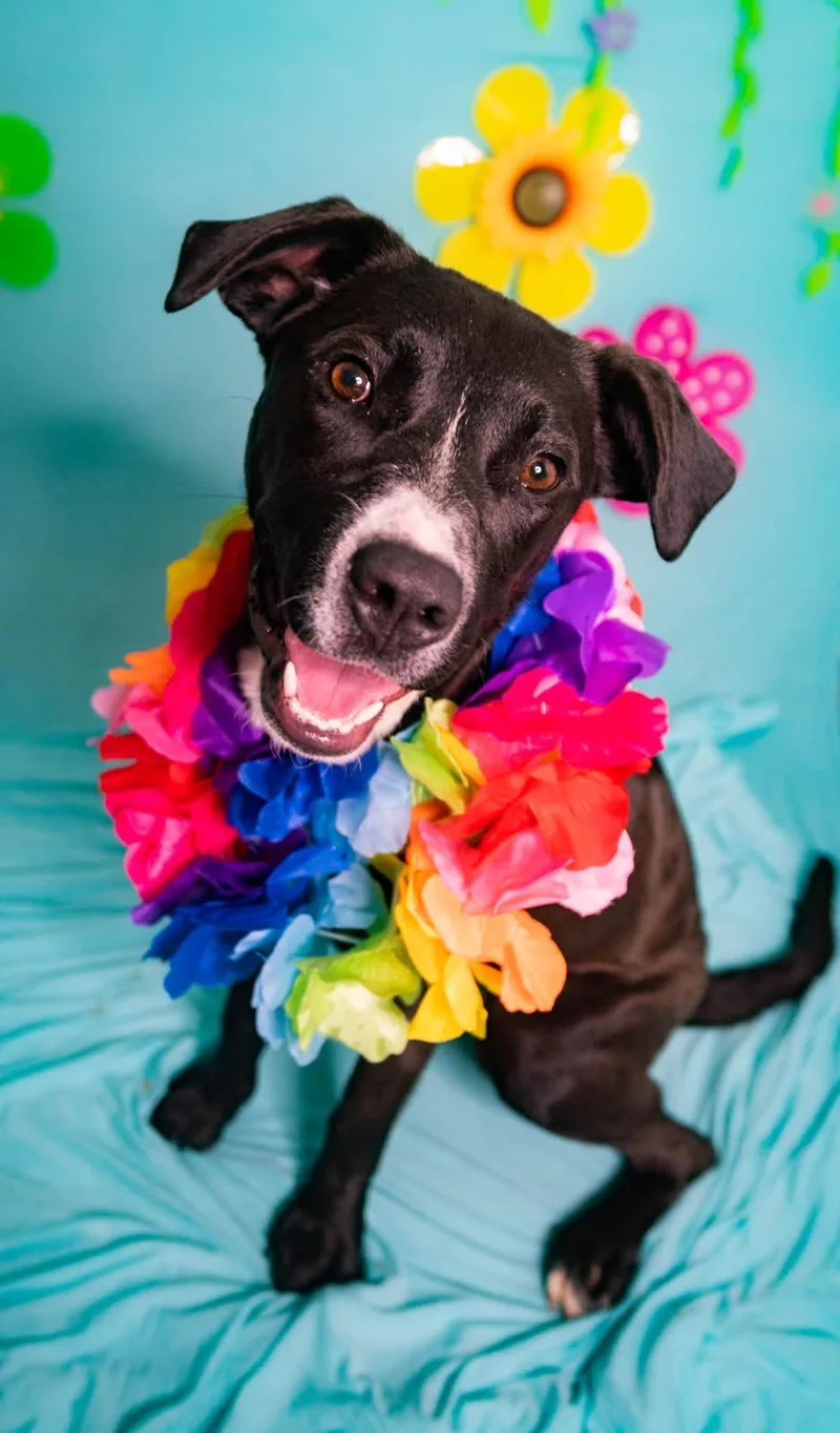 A baby medium-sized female Black Labrador Retriever dog named Cora for adoption in Manhasset, NY