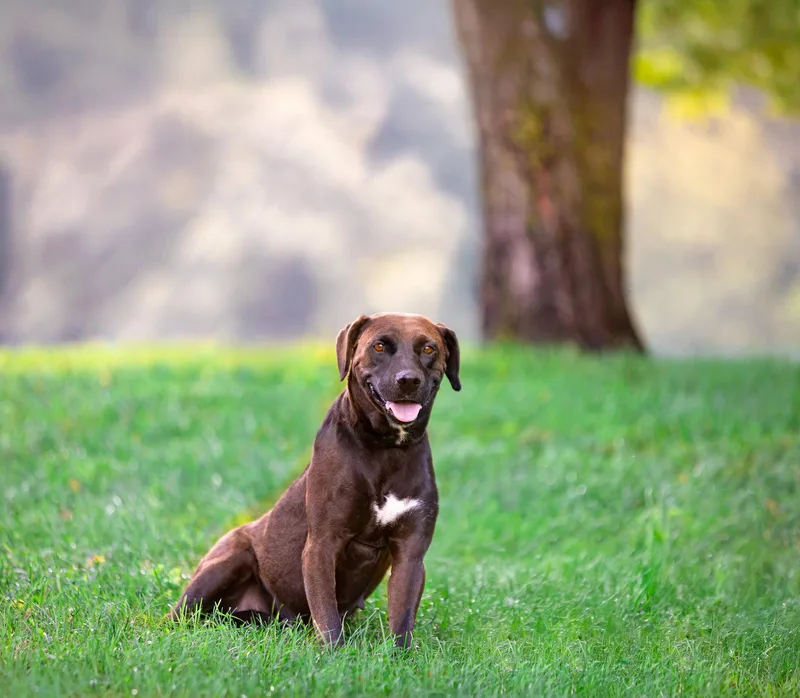 A young medium-sized female Labrador Retriever dog named Lara for adoption in Coatesville, PA