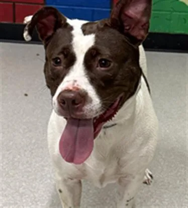 A young medium-sized female Pit Bull Terrier dog named Audrey Hepburn for adoption in Indianapolis, IN