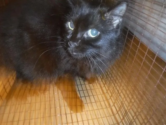 An adult large-sized female Domestic Medium Hair cat named Joy for adoption in Miami, FL