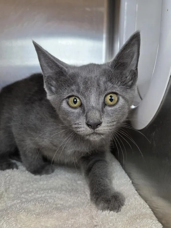 A baby small-sized female Domestic Short Hair cat named Probability for adoption in Millersville, MD