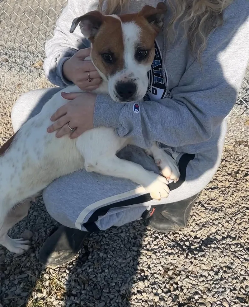 An adult medium-sized female Beagle dog named Eve for adoption in Mount Sterling, KY