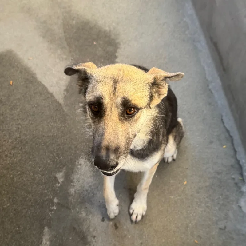 An adult large-sized female Yellow / Tan / Blond / Fawn German Shepherd Dog dog named Milly for adoption in Mission Hills, CA