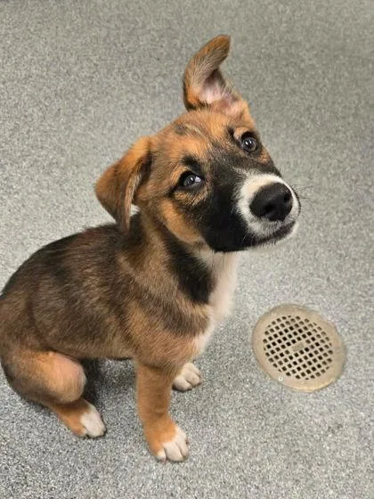 A young small-sized male Shepherd dog named Fez for adoption in Daphne, AL