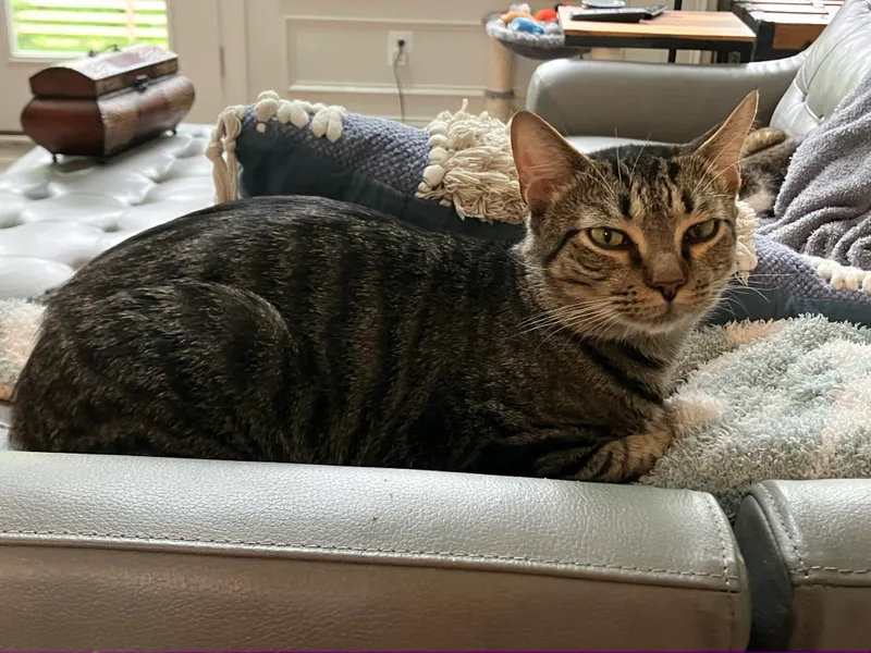 Meow Meow thumbnail 3