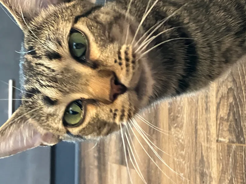 Meow Meow thumbnail 4