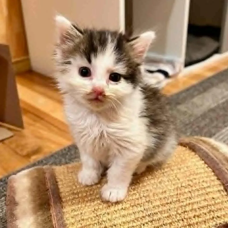 A baby small-sized male Brown / Chocolate Domestic Short Hair cat named McGee for adoption in Alexandria, VA