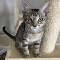 A baby small-sized male Brown / Chocolate Domestic Short Hair cat named Bailey for adoption in Atlanta, GA
