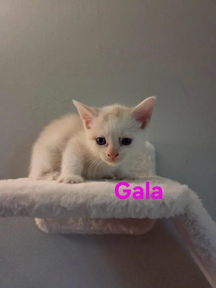 A baby medium-sized female White Siamese cat named Gala for adoption in Muncie, IN