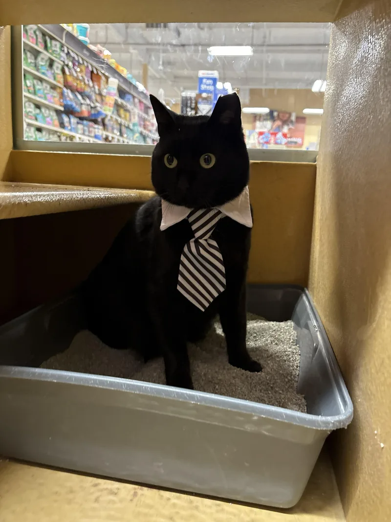 A young medium-sized male Black Domestic Short Hair cat named Raven for adoption in Covina , CA