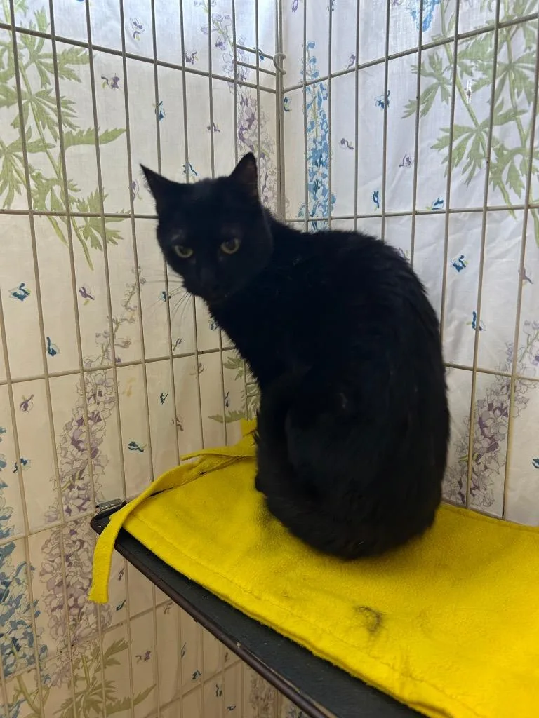 An adult medium-sized female Domestic Short Hair cat named Nova for adoption in Mineral, VA
