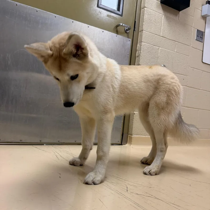 A young medium-sized female White / Cream Mixed Breed dog named Leia for adoption in Winston-Salem, NC