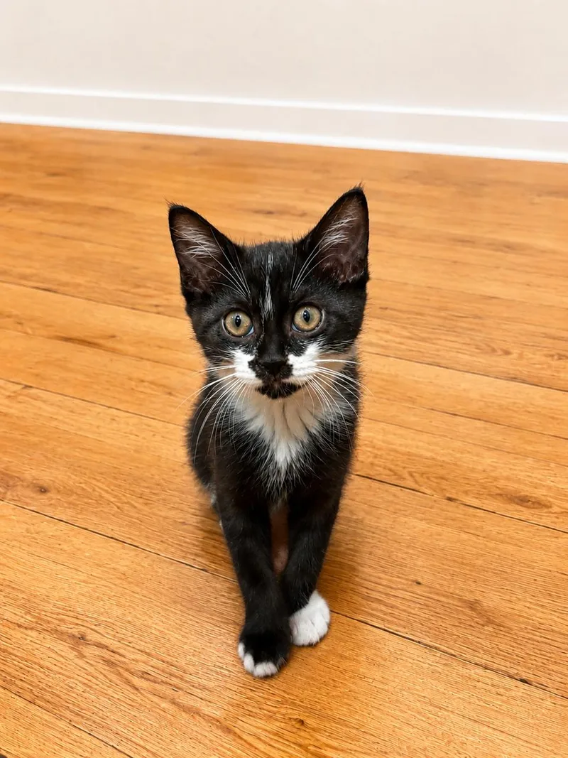 A baby medium-sized male Black & White / Tuxedo Tuxedo cat named Kibble for adoption in Los Angeles, CA