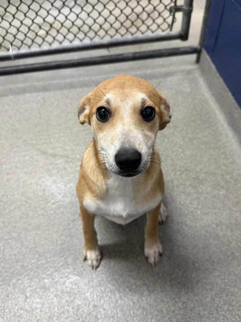 A young medium-sized female Labrador Retriever dog named Dawn month Ava for adoption in Sterling, MA