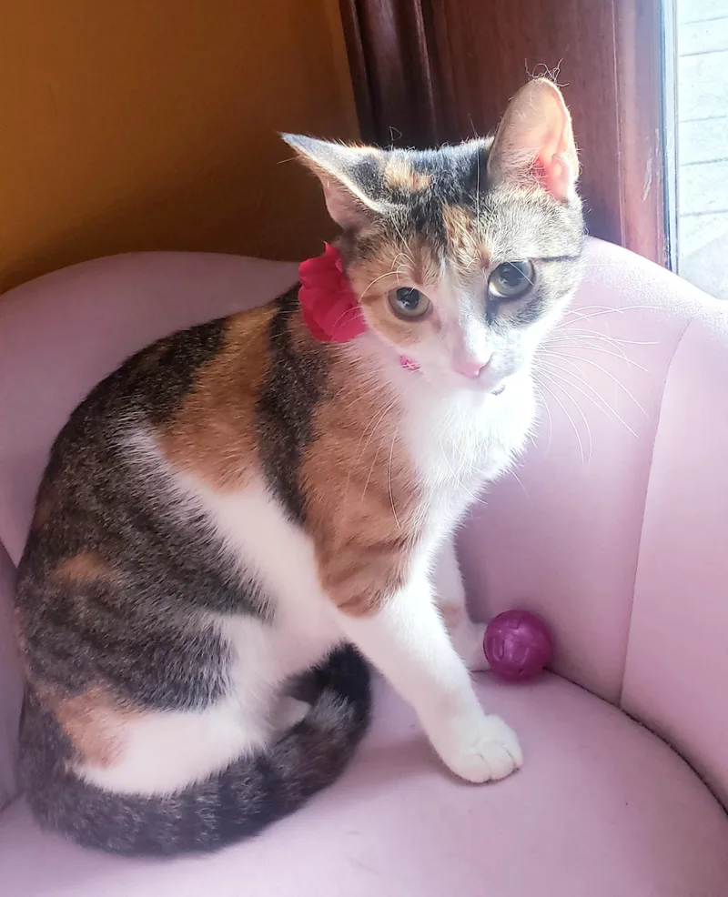 A young medium-sized female Calico Domestic Short Hair cat named Antoinette for adoption in Houston, TX