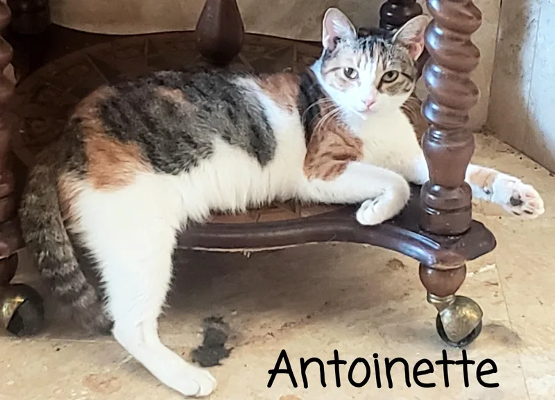 Antoinette thumbnail 2
