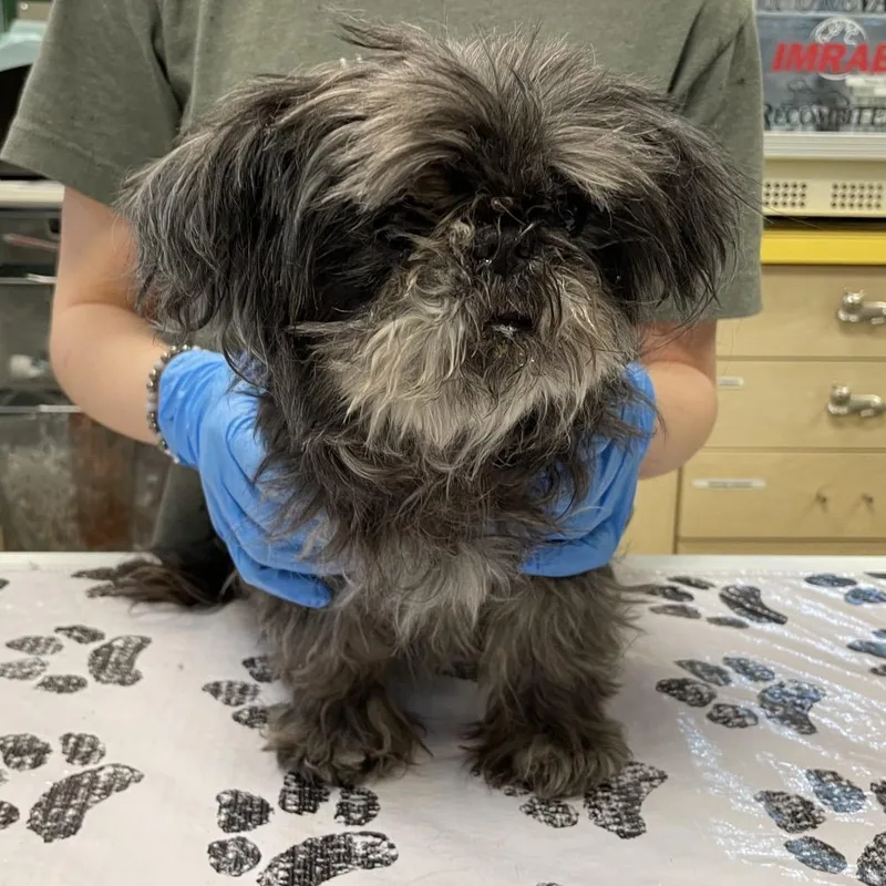 A senior small-sized female Gray / Blue / Silver Shih Tzu dog named Theesa for adoption in Nashville, TN