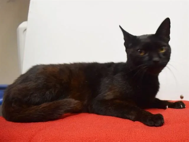 A senior medium-sized female Domestic Short Hair cat named Sheba for adoption in Sacramento, CA