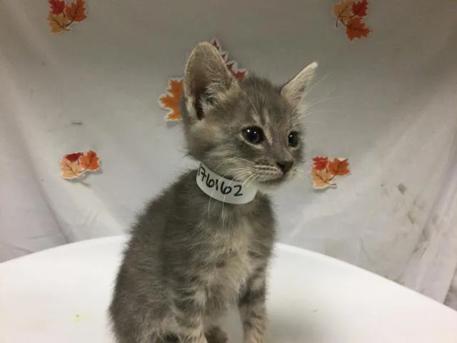 A young small-sized female Domestic Short Hair cat named Cocacola for adoption in Riverside, CA