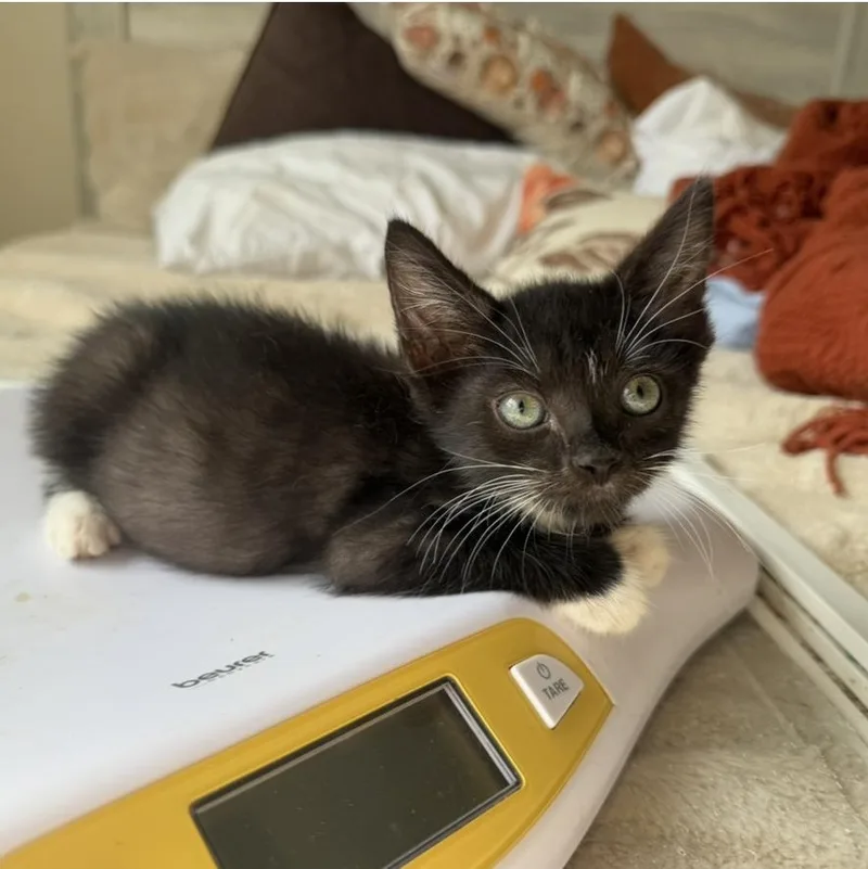 A baby medium-sized male Black & White / Tuxedo Domestic Short Hair cat named Daffy for adoption in Jacksonville, FL