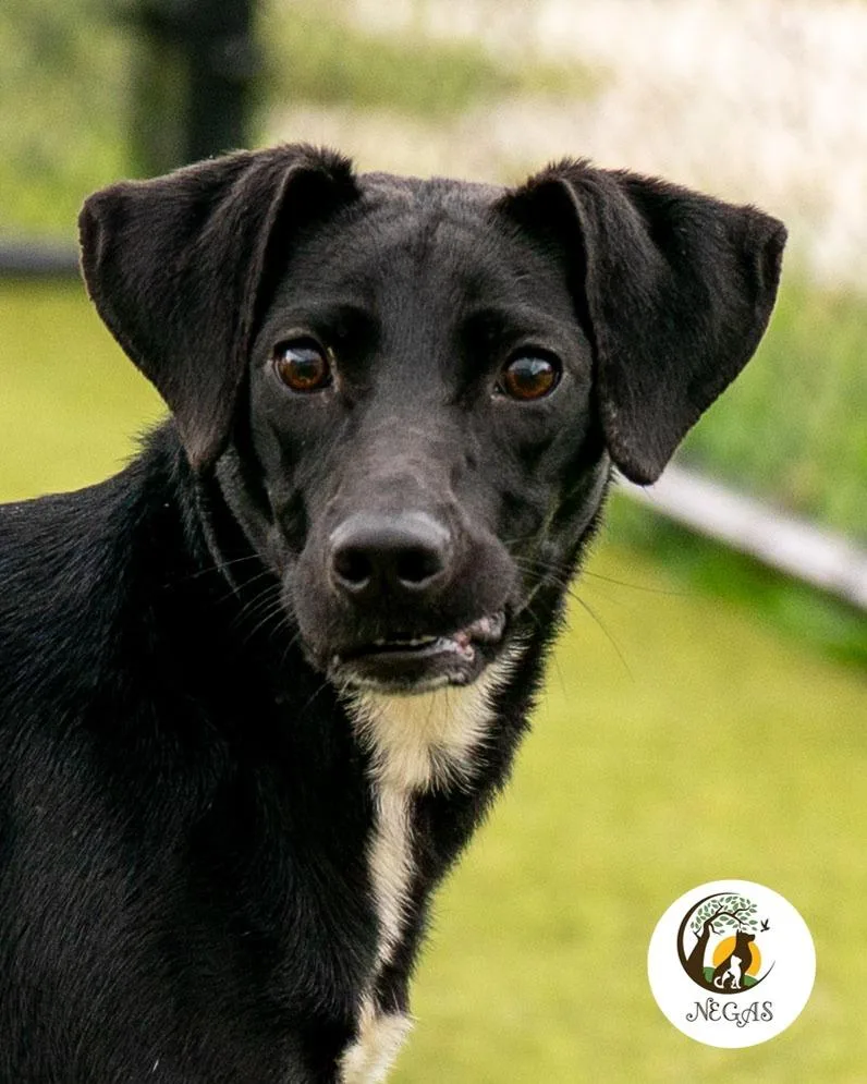 A baby small-sized female Labrador Retriever dog named Beans for adoption in Lavonia, GA