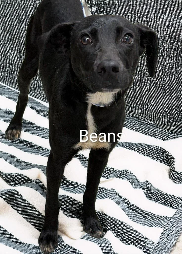 Beans thumbnail 2