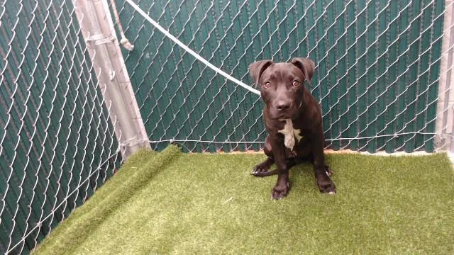 A baby small-sized male Cane Corso dog named Jimmy for adoption in Downey, CA