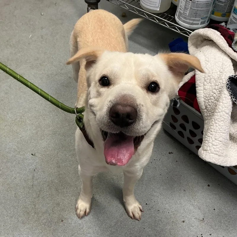 An adult medium-sized male White / Cream Mixed Breed dog named Steve Irwin for adoption in Spruce Pine, NC