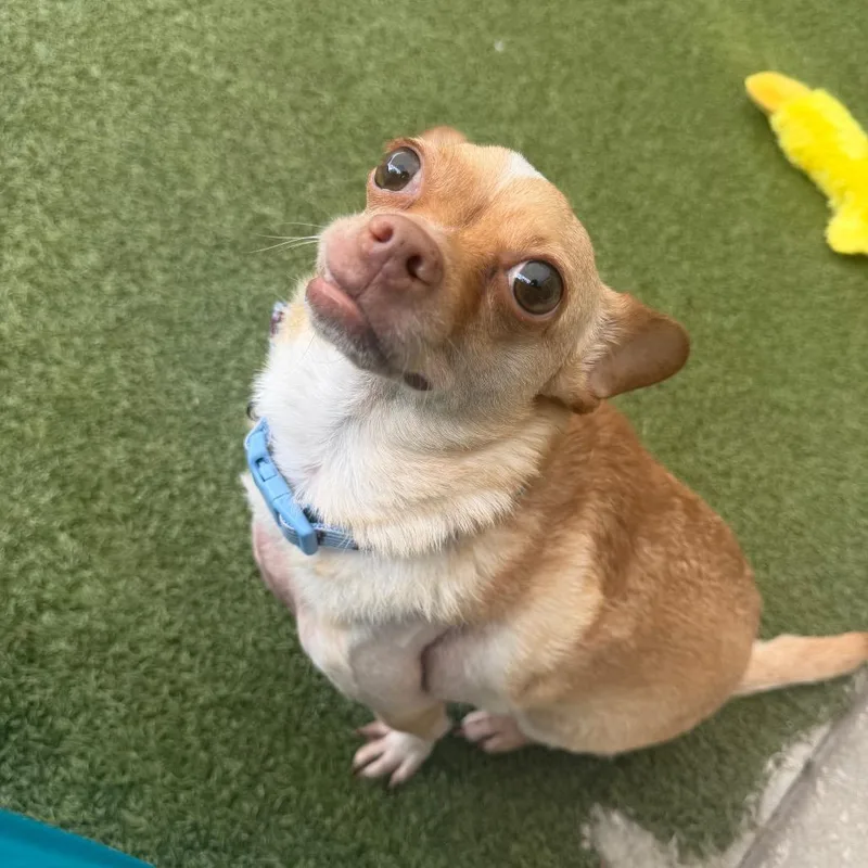 An adult small-sized male Yellow / Tan / Blond / Fawn Chihuahua dog named Teddy for adoption in Titusville, FL