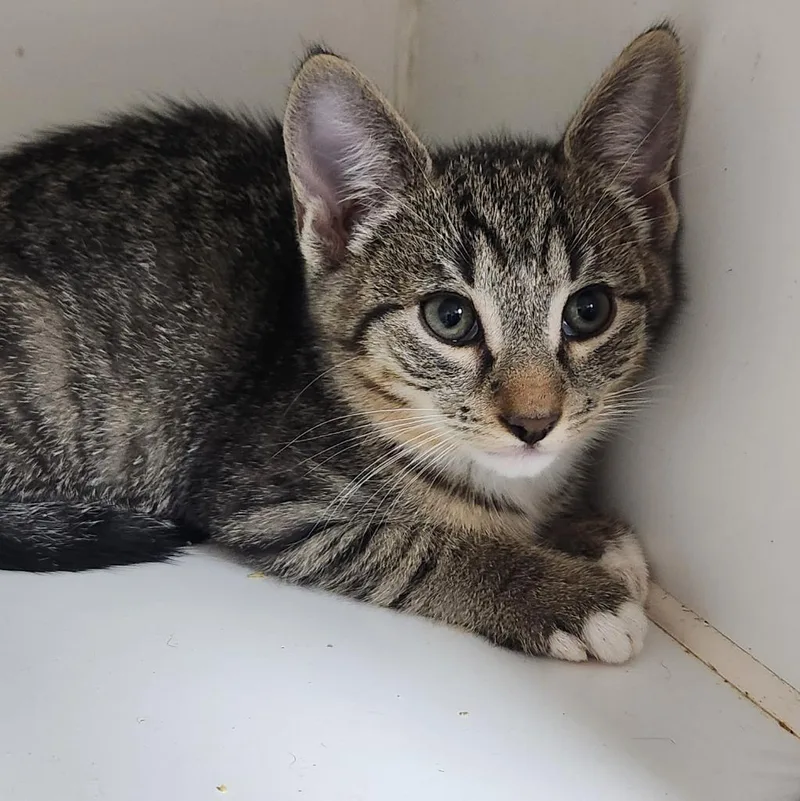 A baby small-sized male Domestic Short Hair cat named Jeff for adoption in Walnutport, PA