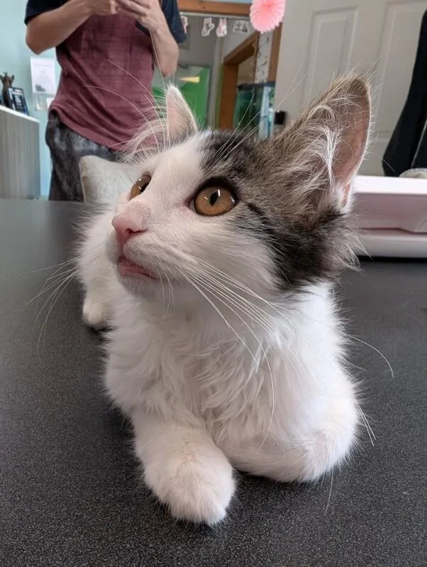 A young medium-sized female Domestic Medium Hair cat named Gizmo for adoption in Adrian, MI