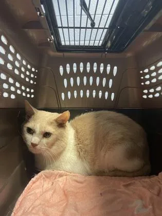 An adult medium-sized male Domestic Short Hair cat named Ronin for adoption in Washington, DC