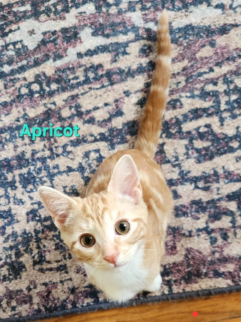 A baby small-sized female Orange & White Domestic Short Hair cat named Apricot for adoption in Warminster, PA