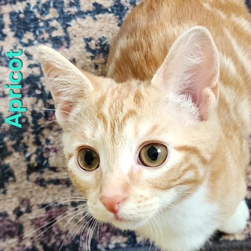 Apricot thumbnail 3