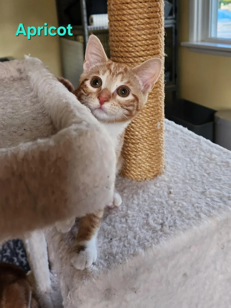 Apricot thumbnail 5