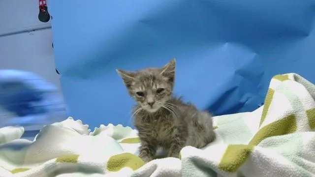 A baby small-sized male Domestic Short Hair cat named A for adoption in Gardena, CA