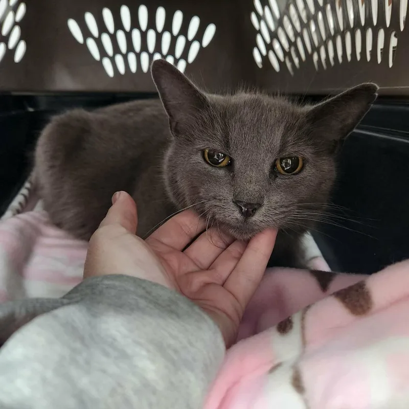 A young small-sized female Domestic Short Hair cat named Bobbie Jo for adoption in Olney, IL