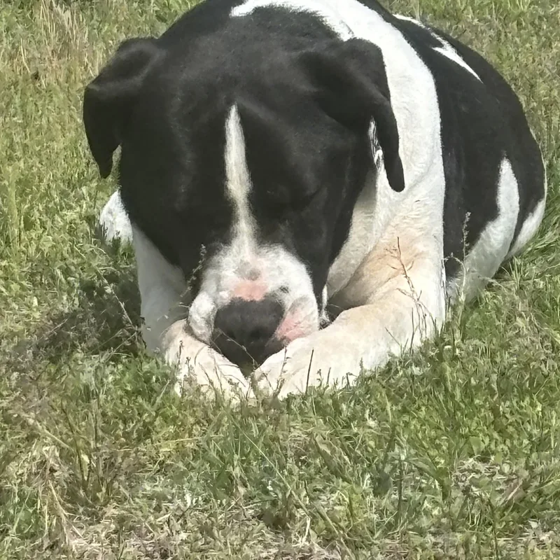 An adult large-sized male Great Dane dog named Hugo for adoption in Winthrop, MA