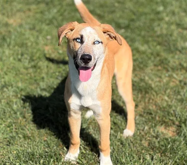 A young small-sized female Australian Cattle Dog / Blue Heeler dog named Callie for adoption in Fairfield, CA