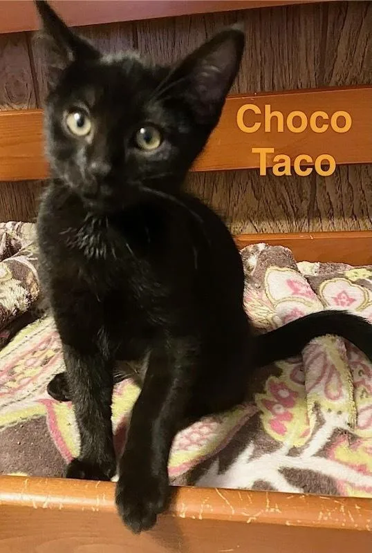 A baby small-sized female Black Domestic Short Hair cat named Choco Taco for adoption in Vancouver, WA