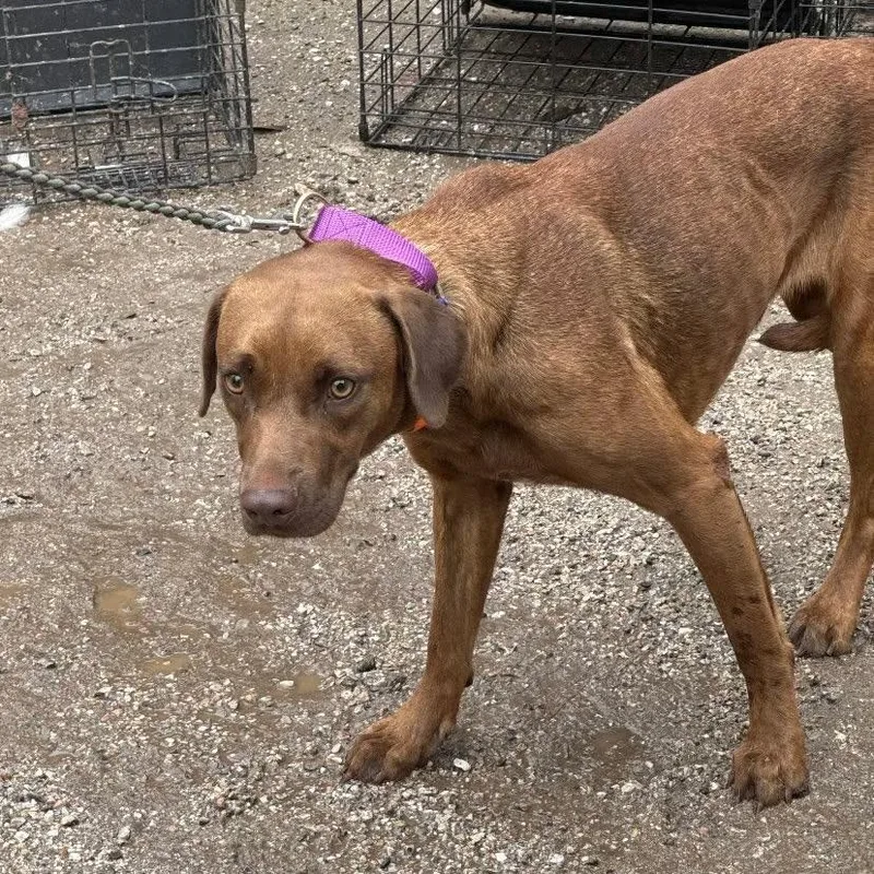 A young medium-sized female Brown / Chocolate Vizsla dog named Stormo for adoption in Austin, TX