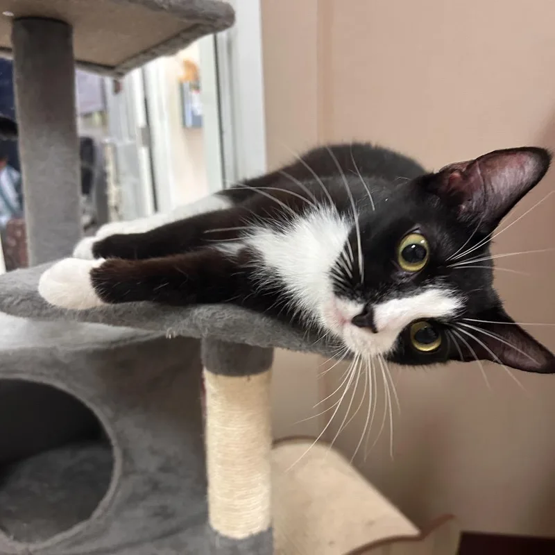 A young medium-sized female Black Domestic Short Hair cat named Mia for adoption in Waynesboro, PA